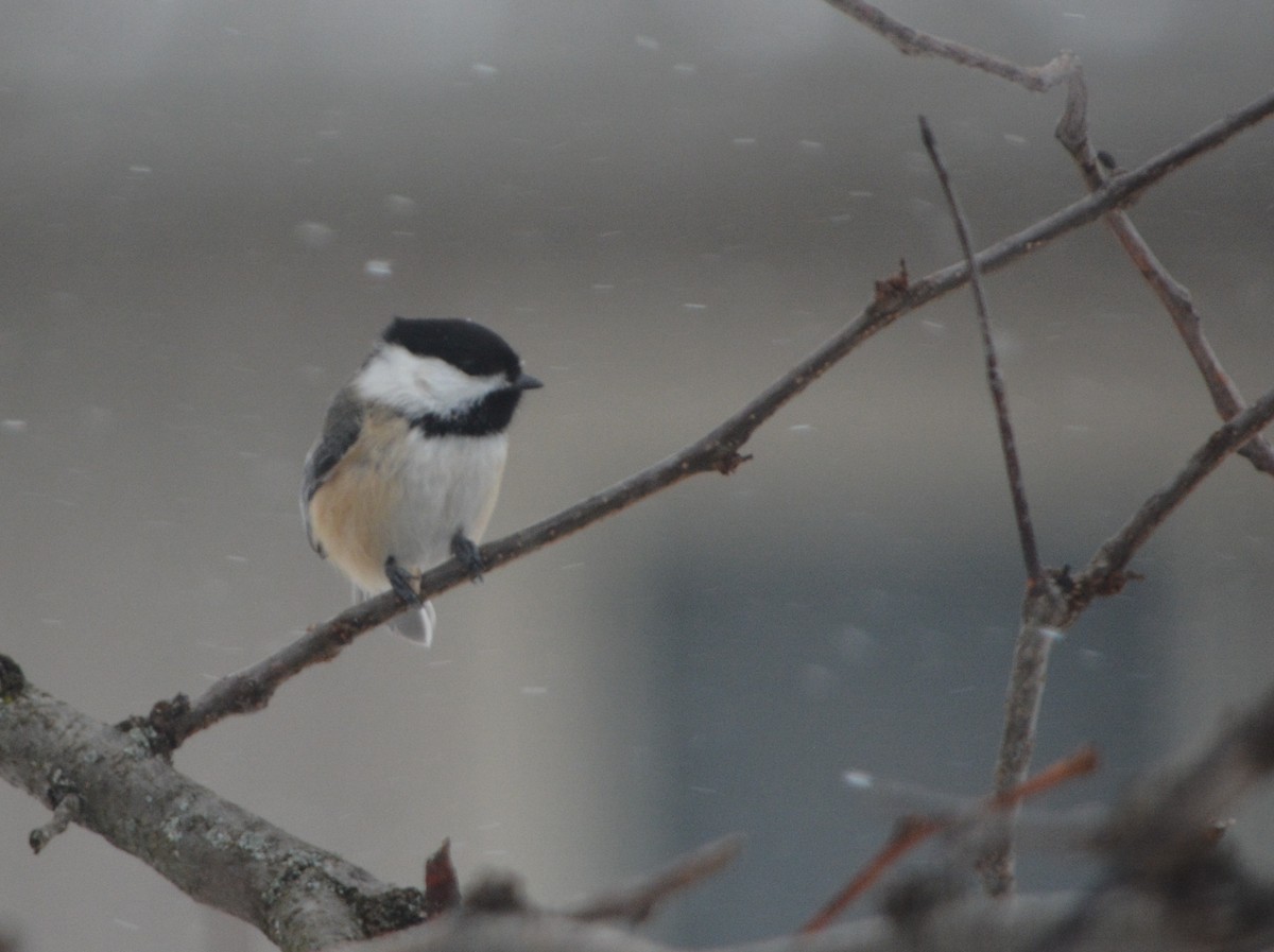 Гаїчка світлокрила - ML647785070