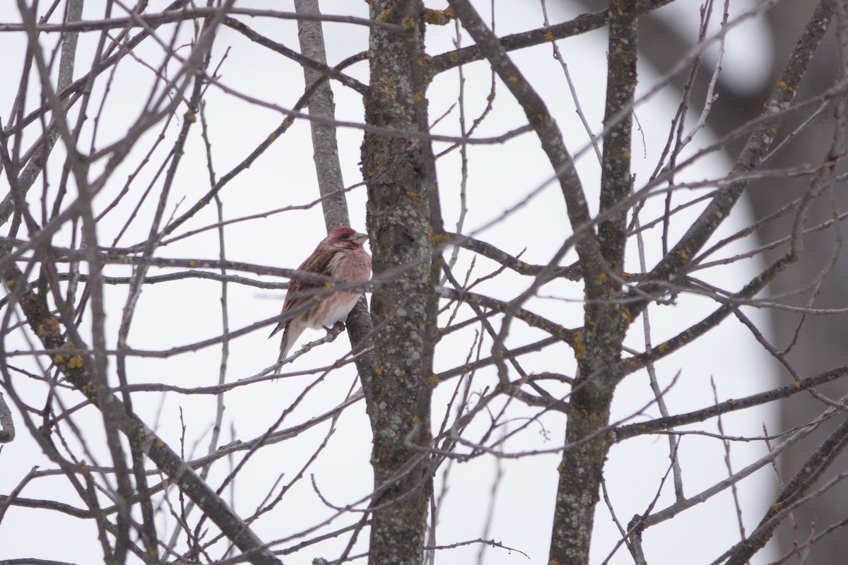 Чечевиця кармінова - ML647785088