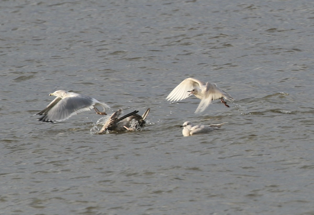 Iceland Gull - ML647785097