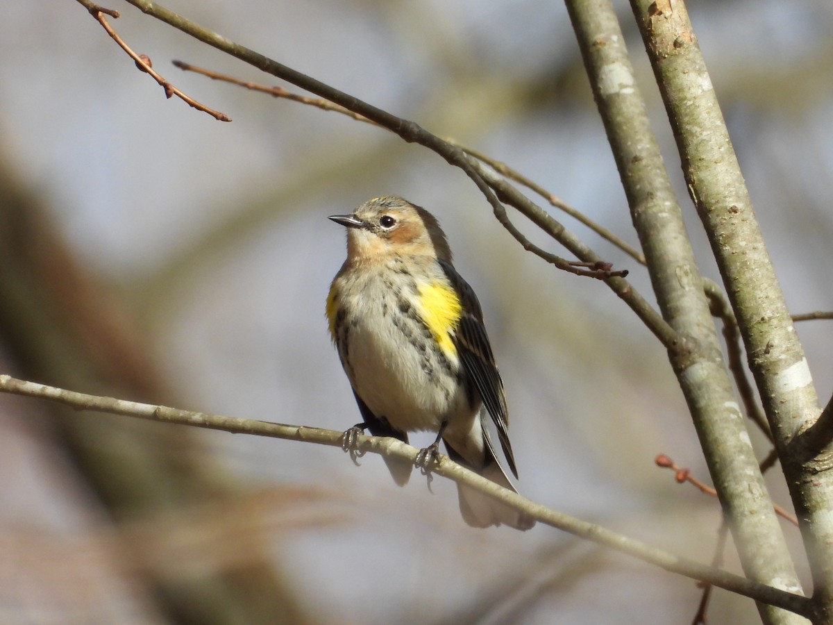 Taçlı Ötleğen - ML647785112