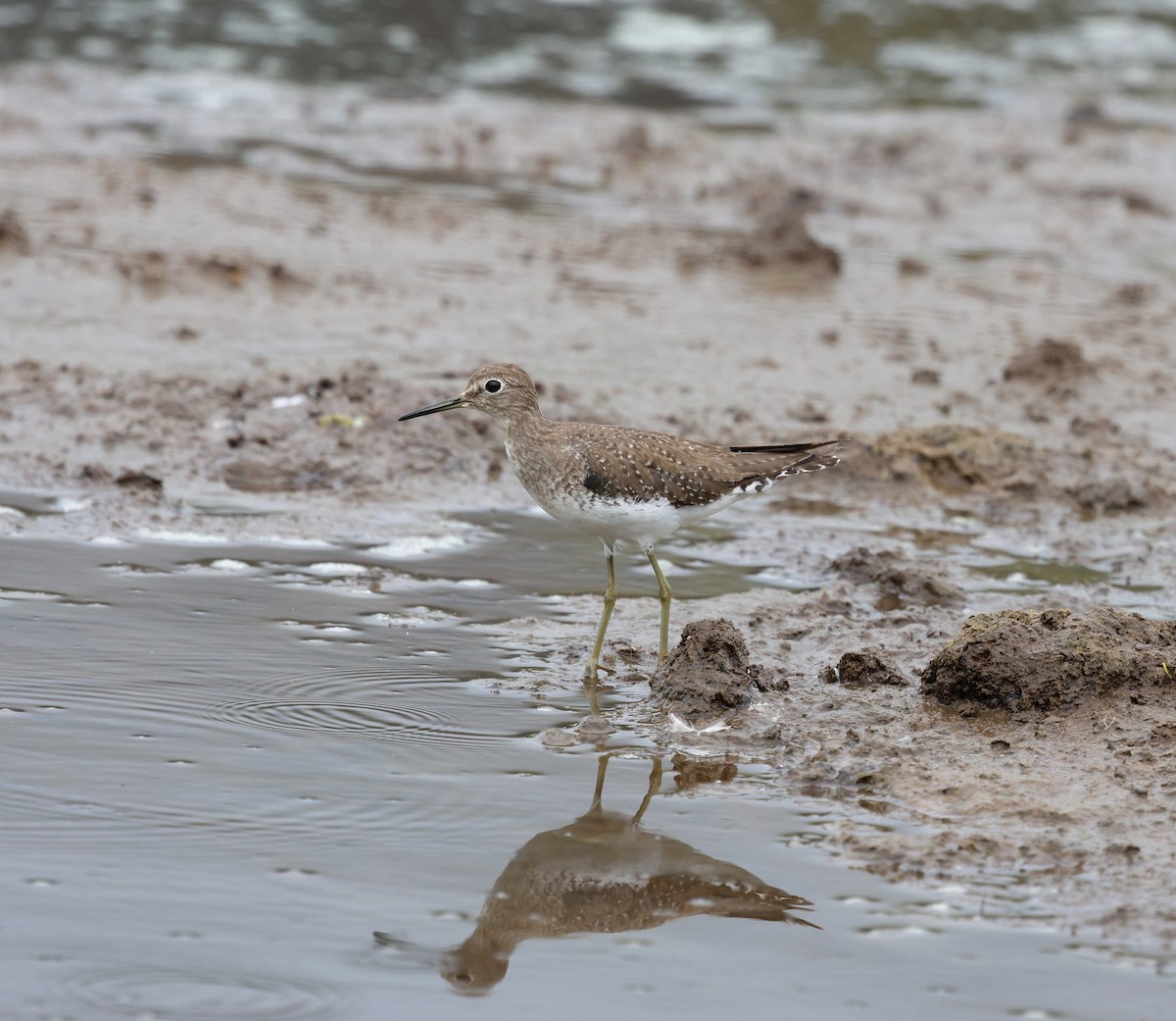 Solitary Sandpiper - ML647785116