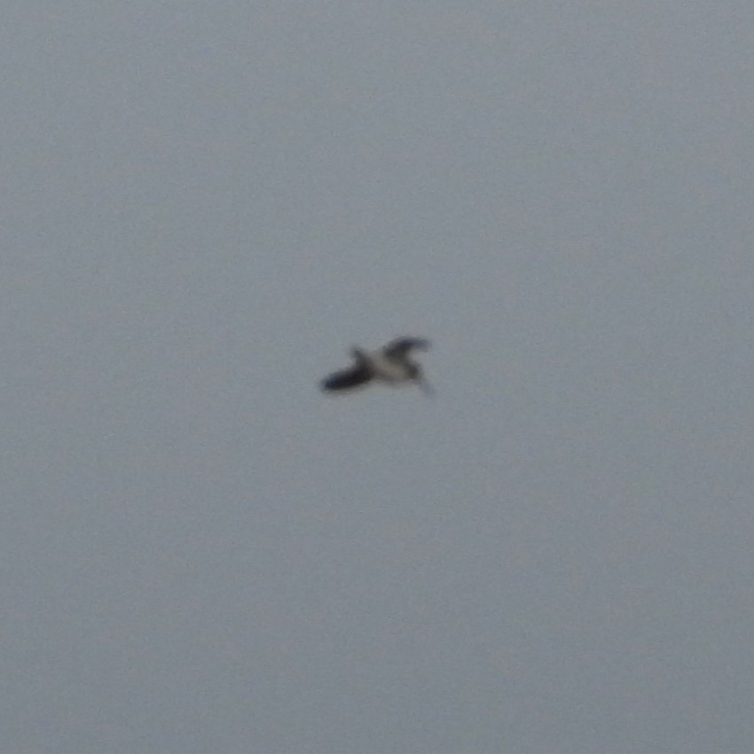 Jack Snipe - ML647785168