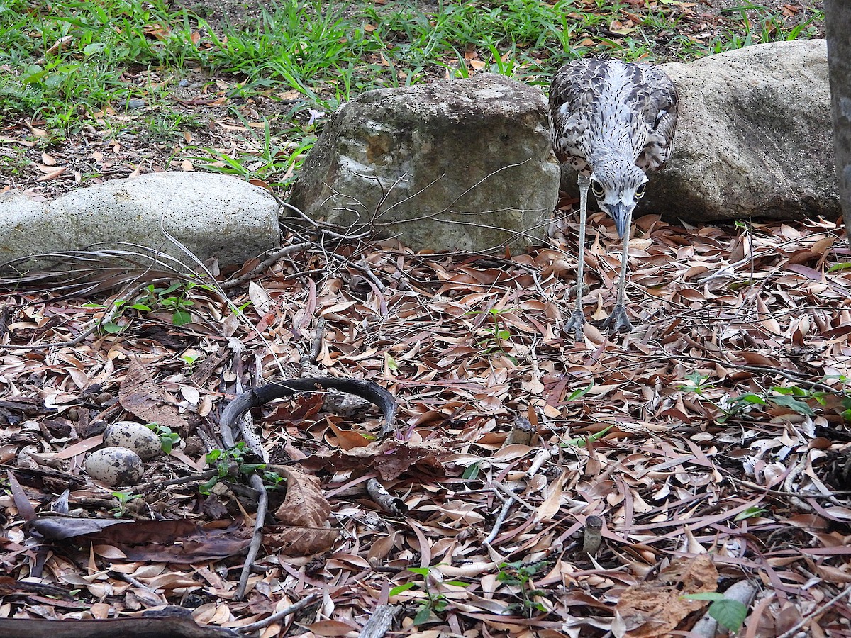 Oedicnème bridé - ML647785172