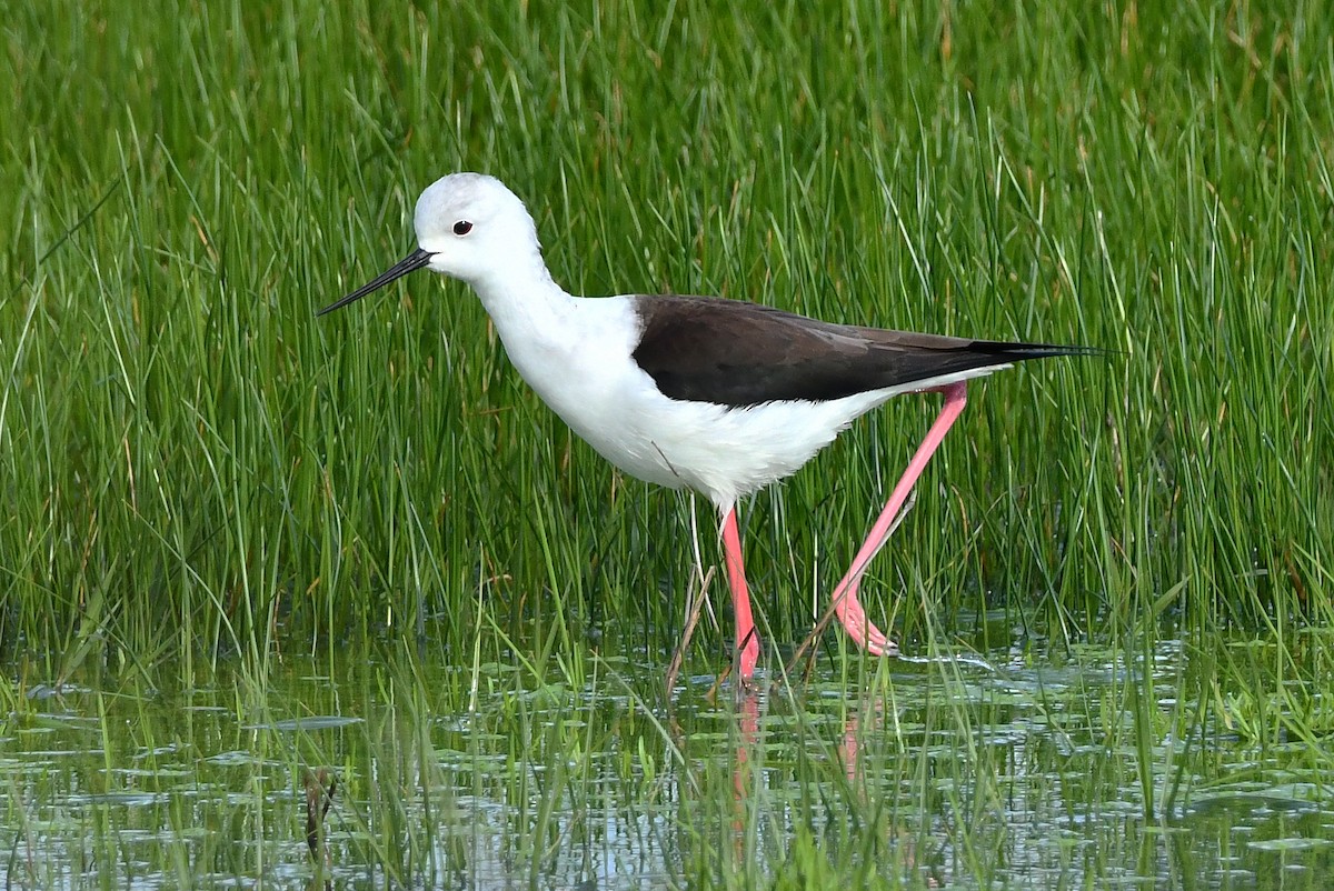 Black-winged Stilt - ML647785173