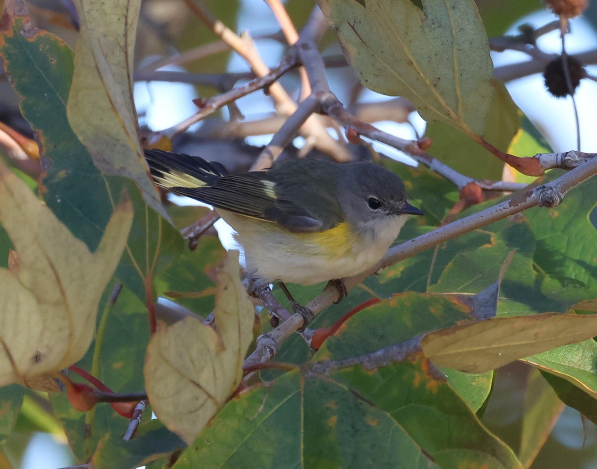 סבכון חכלילי - ML647785182