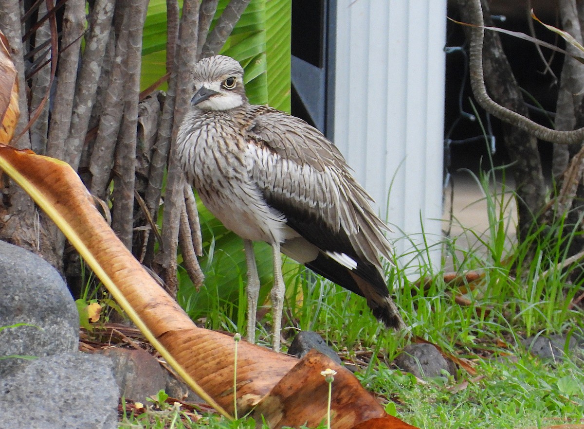 Oedicnème bridé - ML647785189