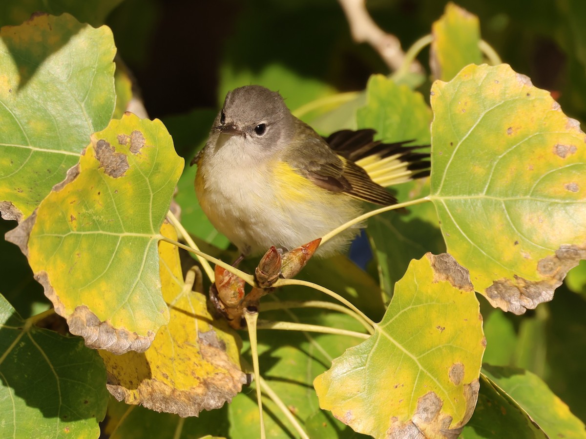 סבכון חכלילי - ML647785197
