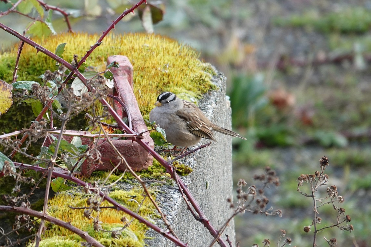 Porsuk Serçesi - ML647785207