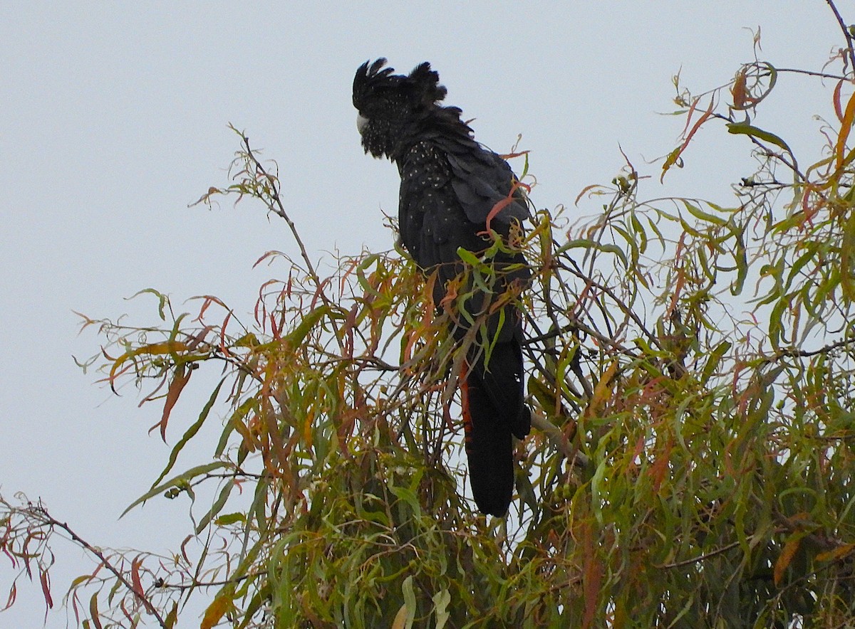 Cacatoès banksien - ML647785212