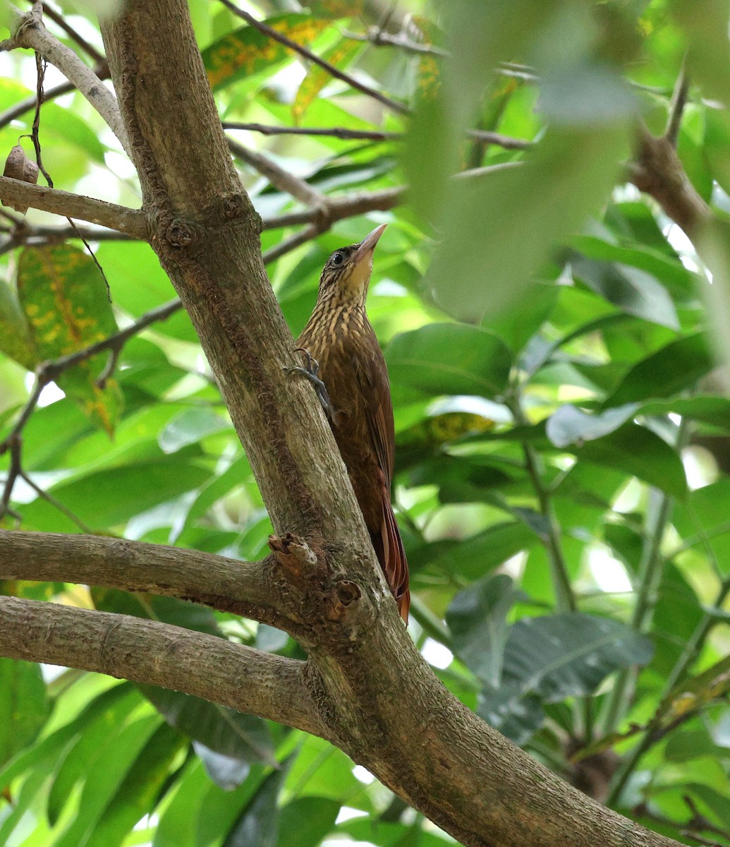 Grimpar des cabosses (guttatoides/dorbignyanus) - ML647785213