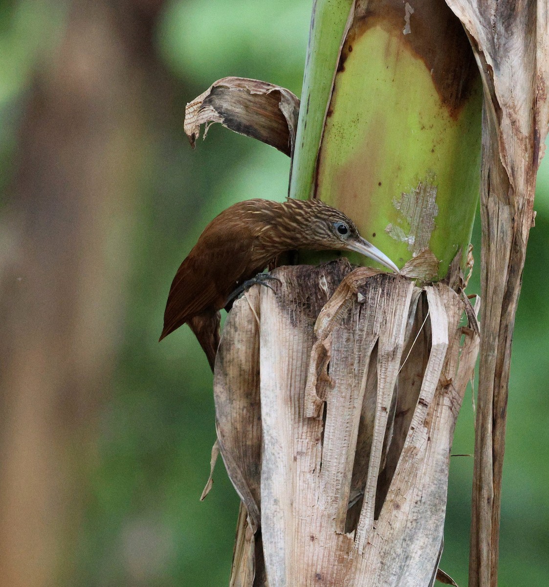 Grimpar des cabosses (guttatoides/dorbignyanus) - ML647785214