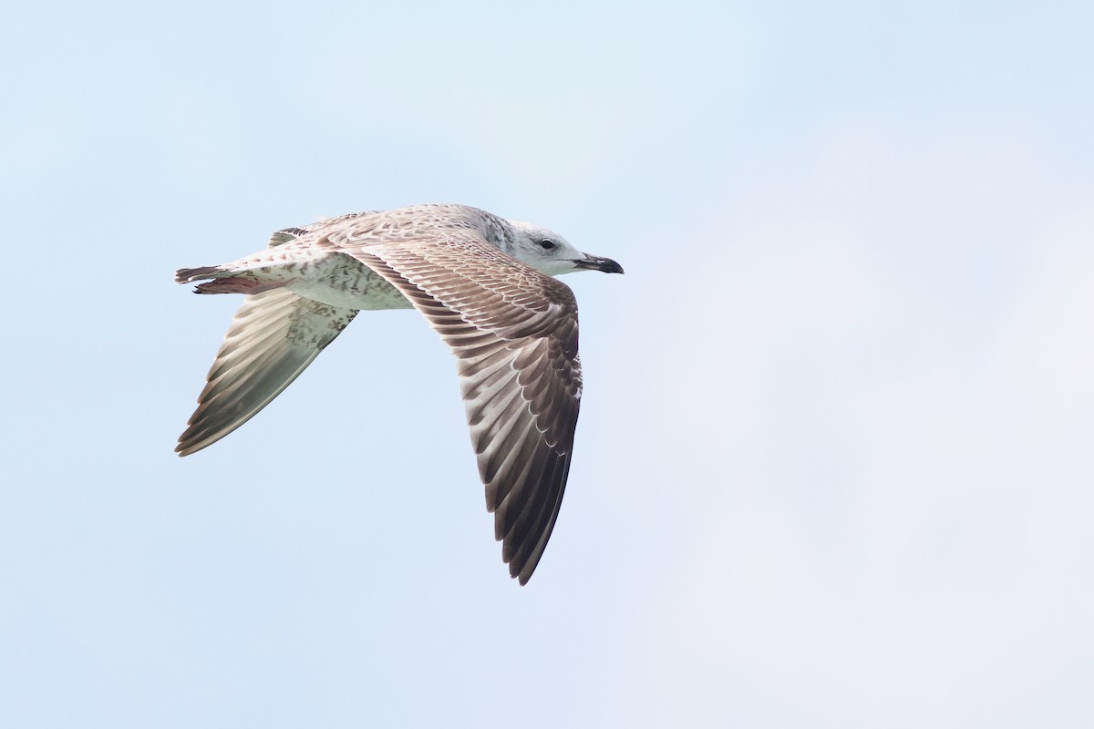 Goéland pontique - ML647785215