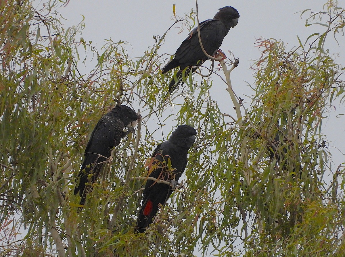 Cacatoès banksien - ML647785218