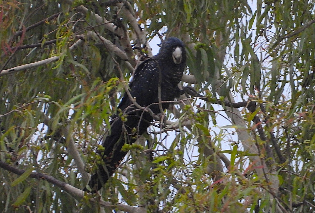 Cacatoès banksien - ML647785219