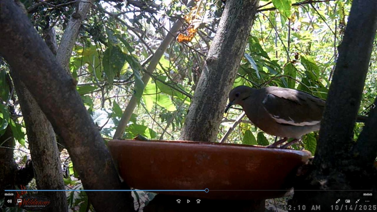 Tourterelle à ailes blanches - ML647785224