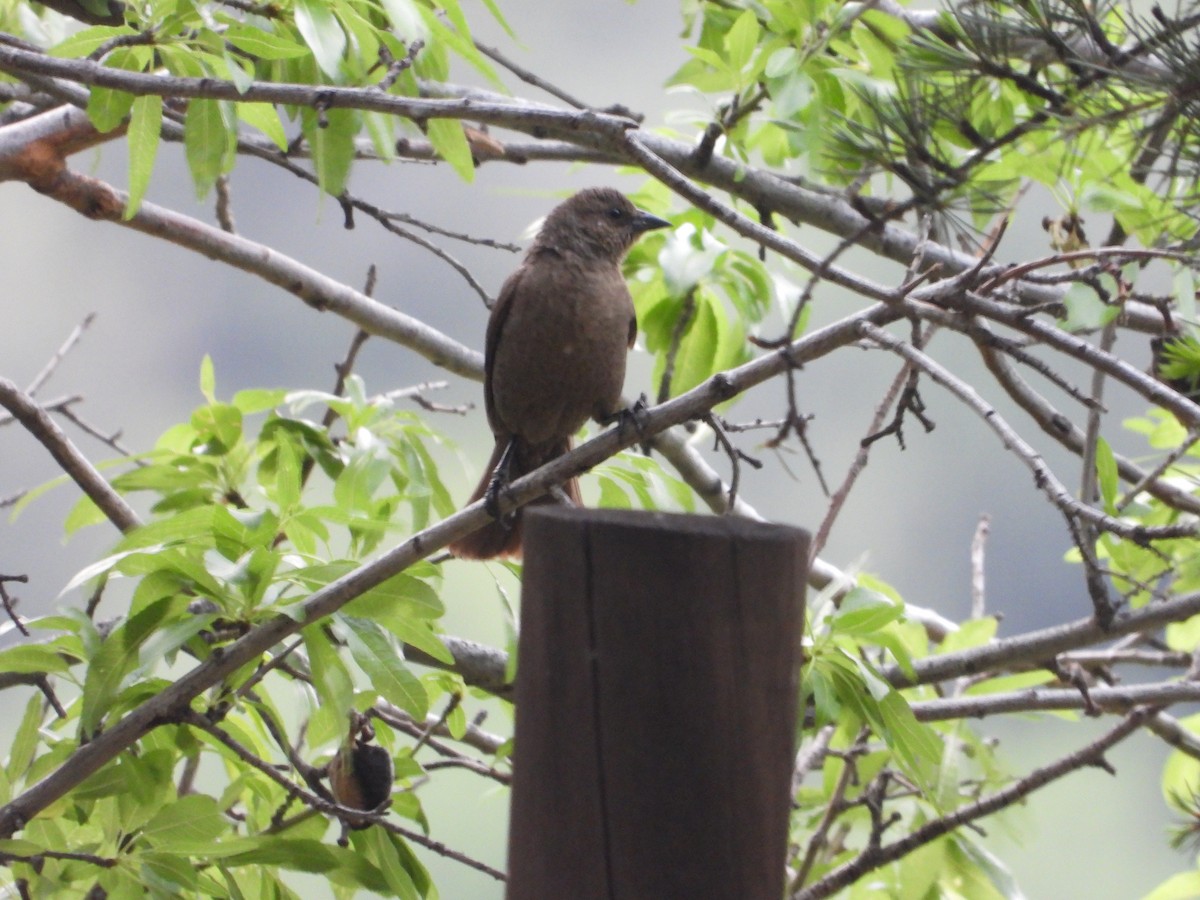 Diuca gris - ML647785225