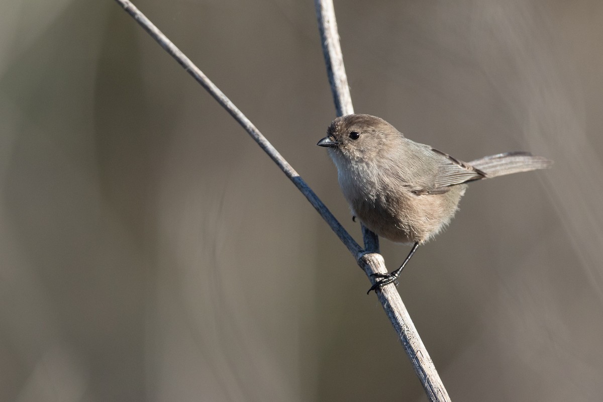 Orite buissonnière (groupe minimus) - ML647785227