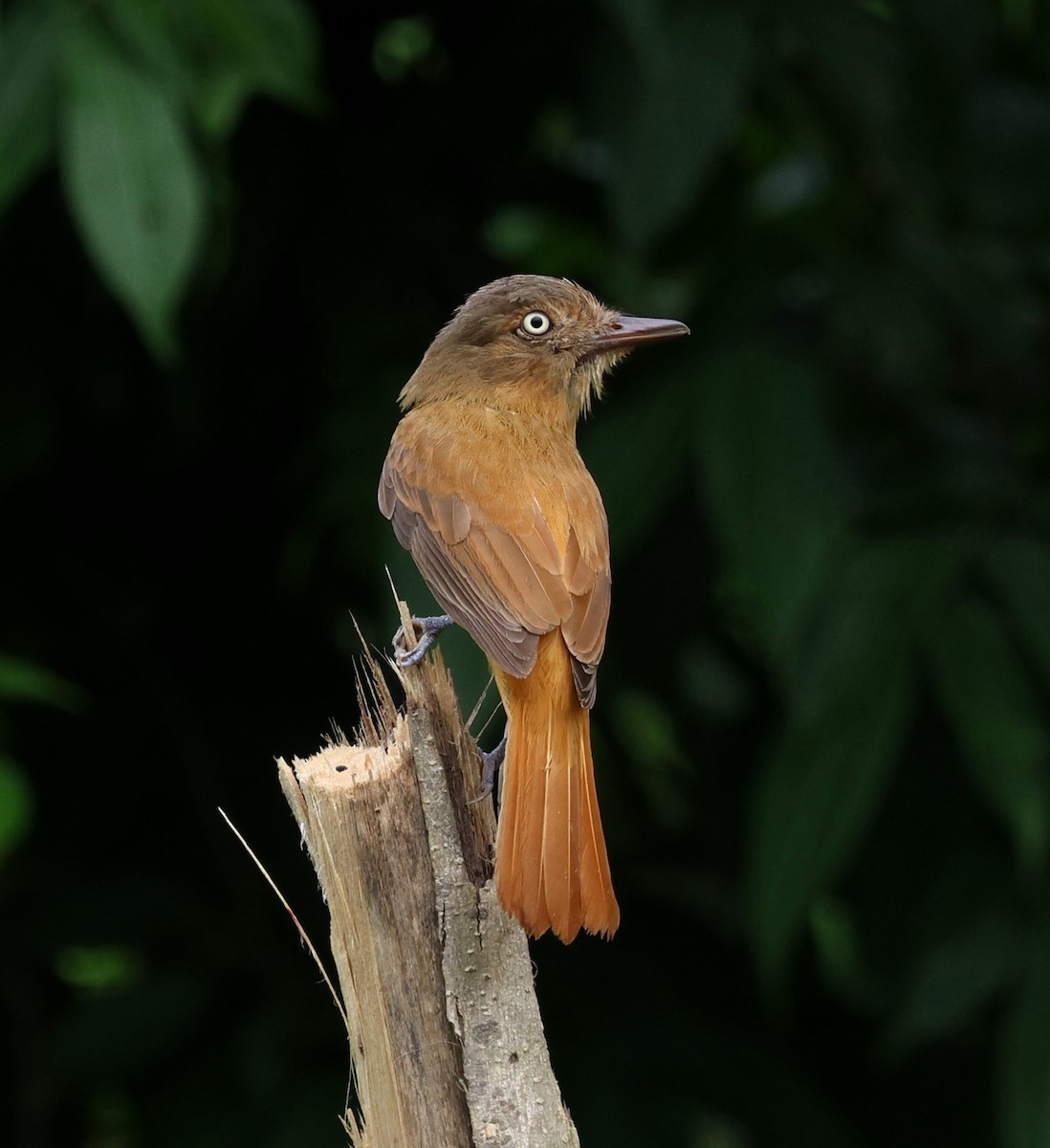 Attila à calotte grise - ML647785228