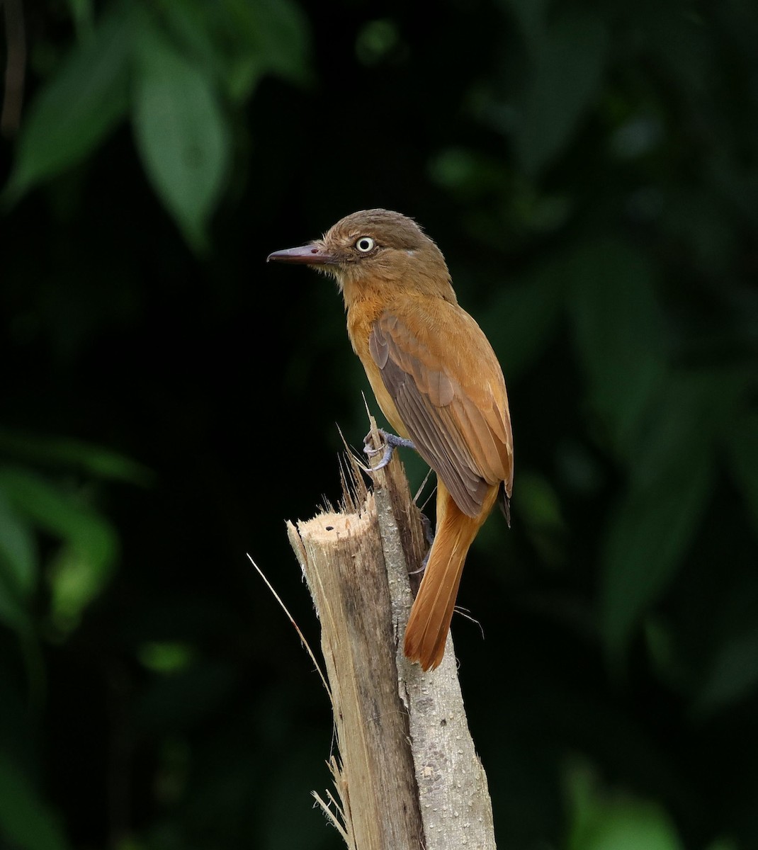 Attila à calotte grise - ML647785229