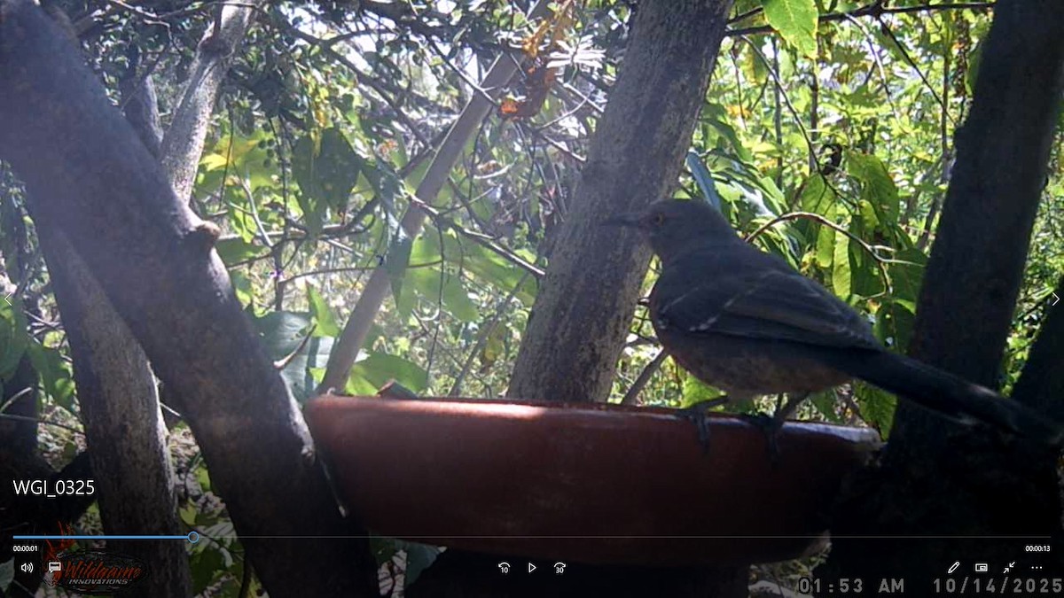 Moqueur à bec courbe - ML647785231