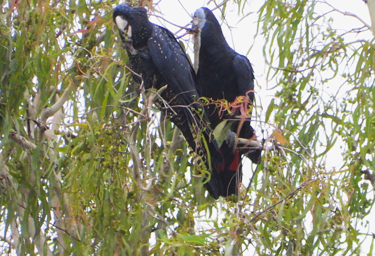 Cacatoès banksien - ML647785232