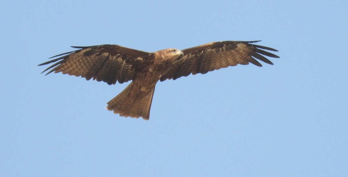 Milan noir (lineatus/formosanus) - ML647785234