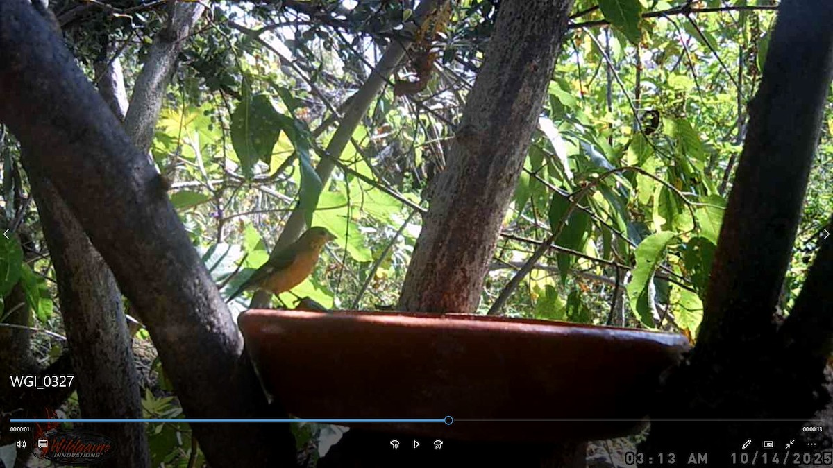 Chardonneret mineur - ML647785236