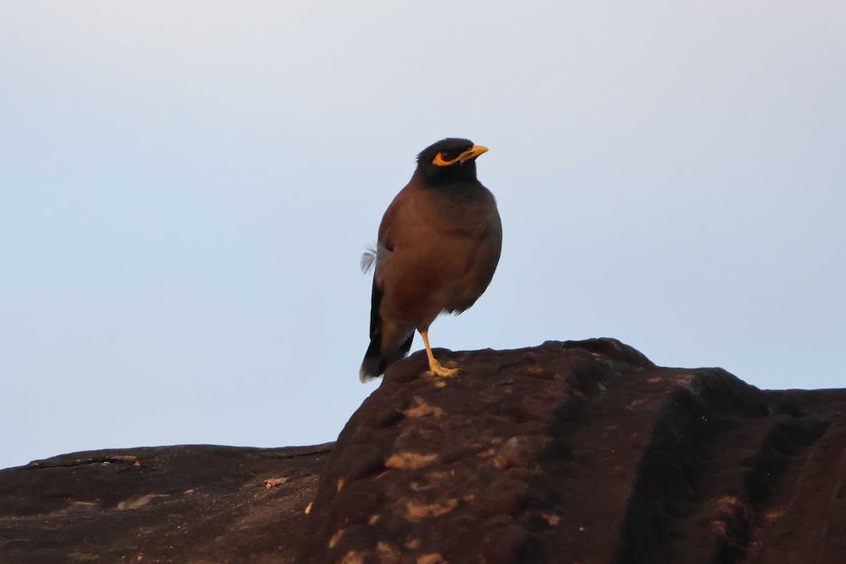 Martin triste - ML647785237