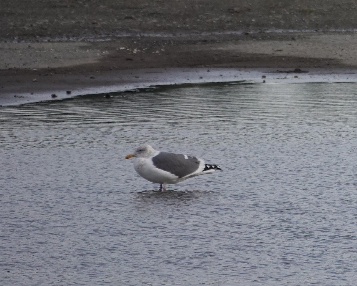 Goéland à ailes grises - ML647785239