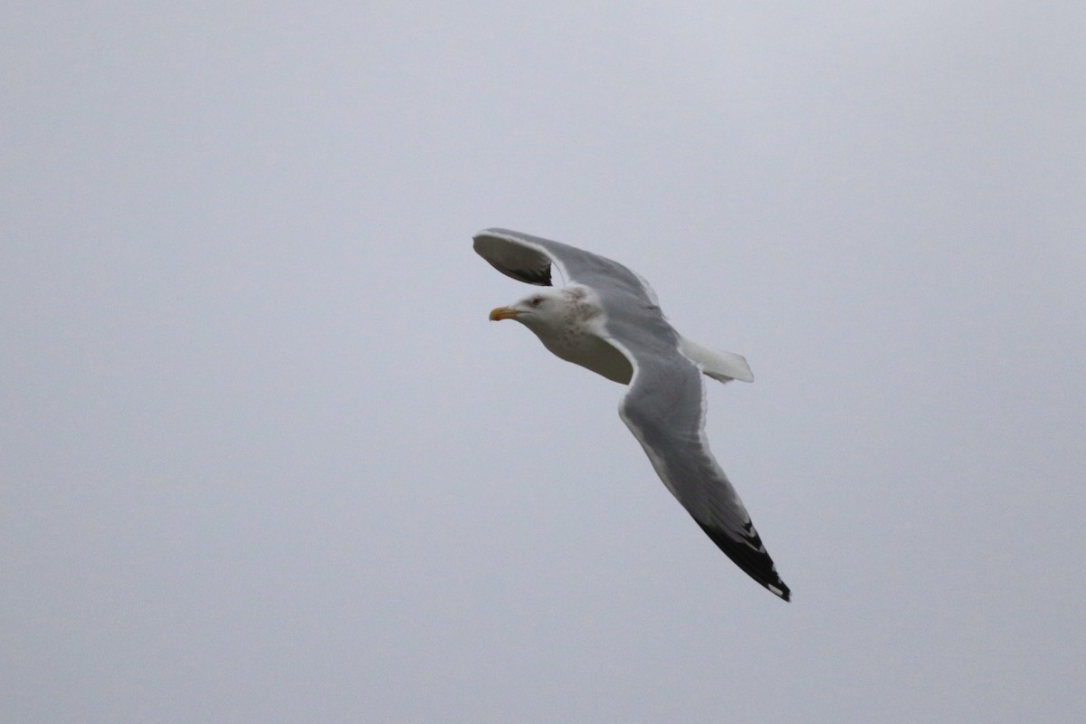 Goéland hudsonien - ML647785240