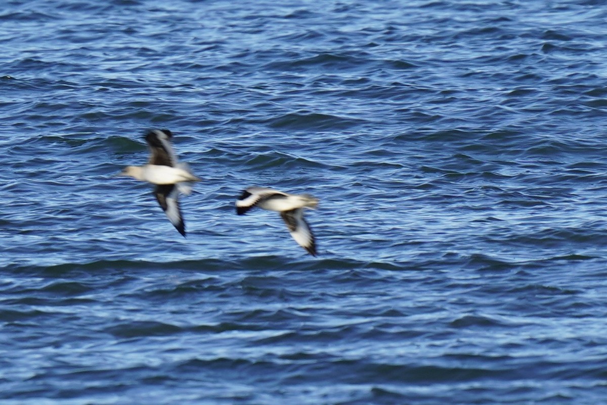 Guillemot marmette - ML647785241