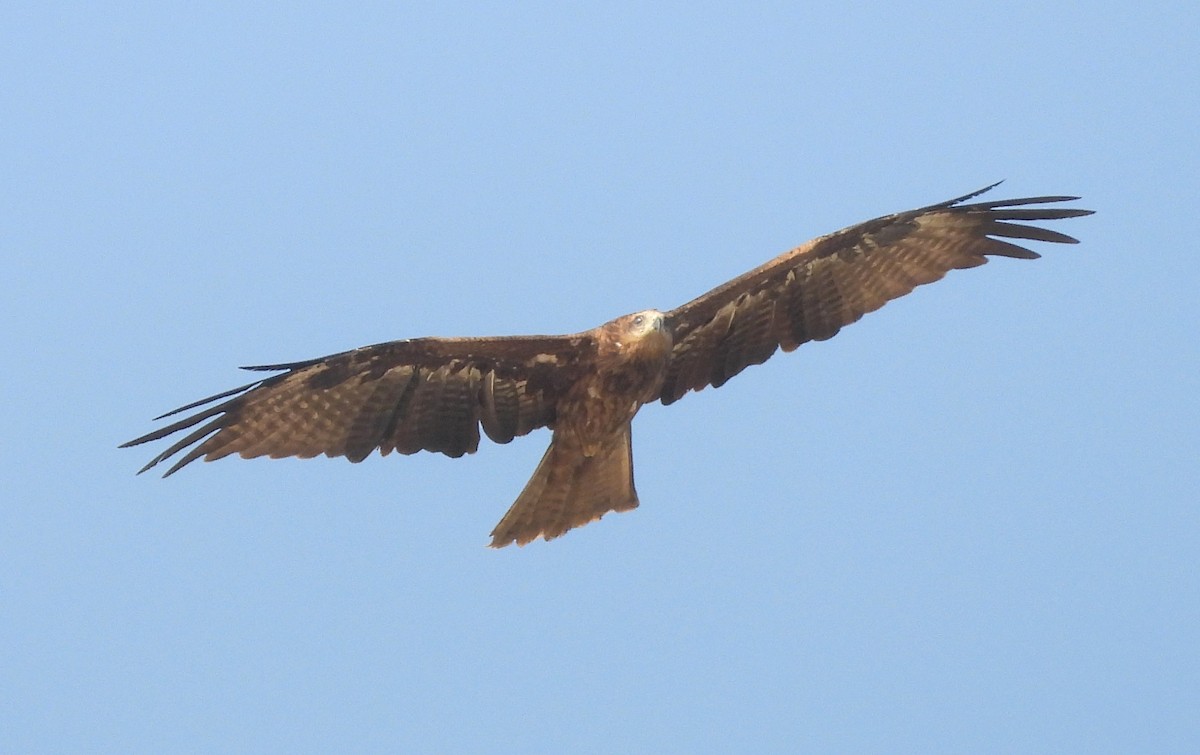 Milan noir (lineatus/formosanus) - ML647785242