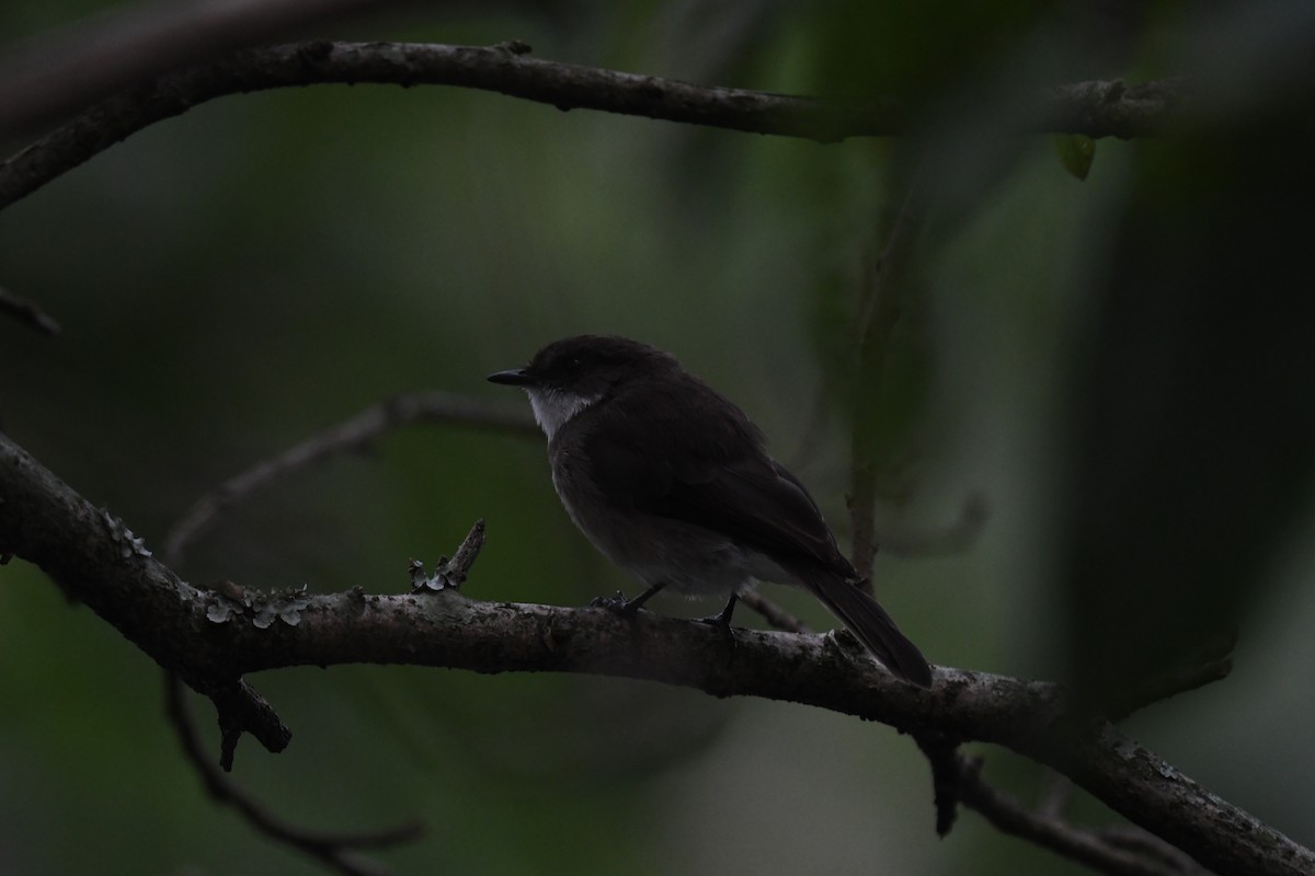 Gobemouche des marais - ML647785244