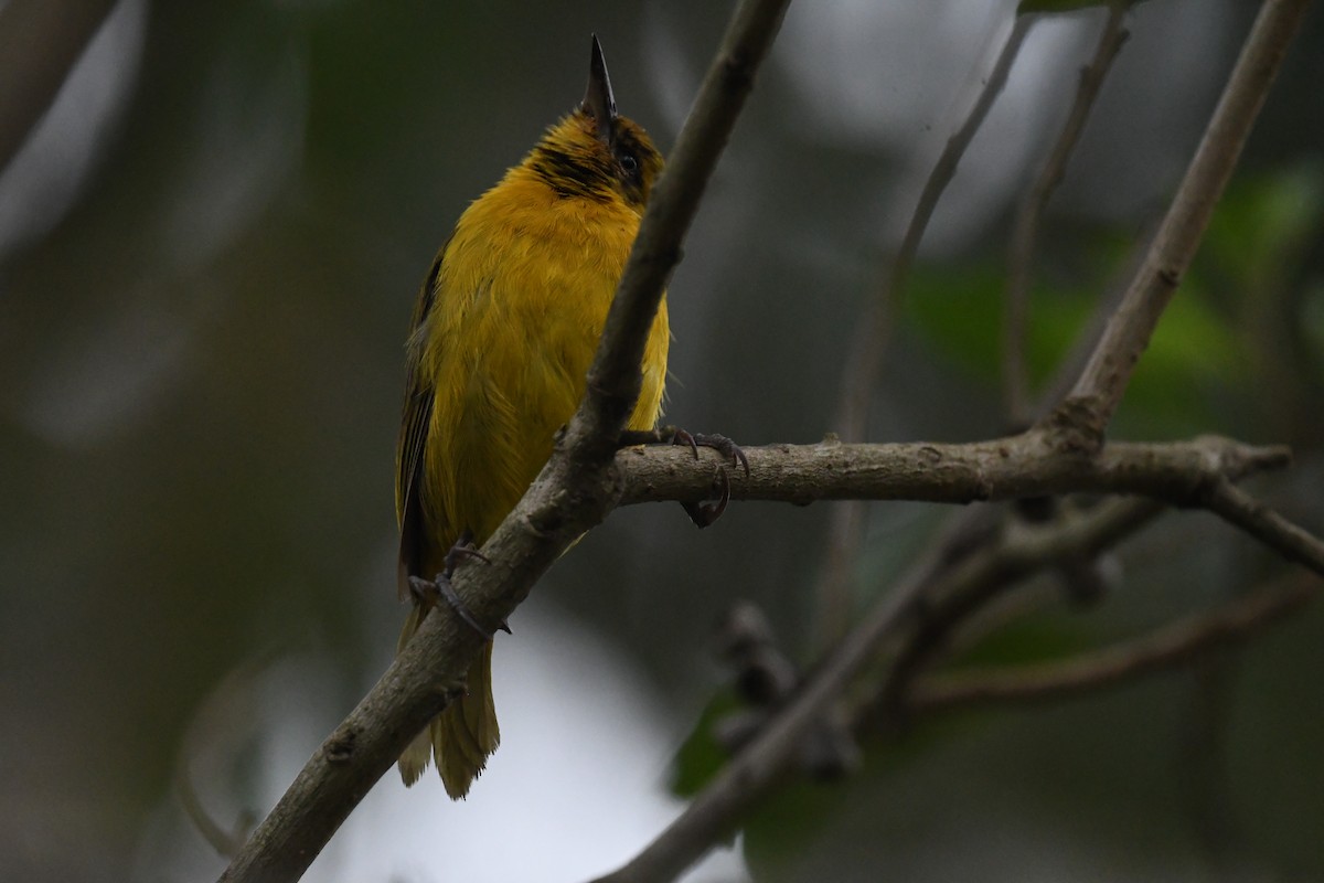 Slender-billed Weaver - ML647785267