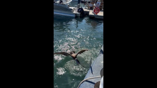 Пелікан бурий - ML647785277