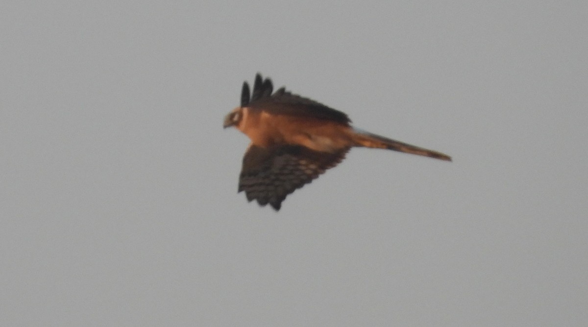 Aguilucho Papialbo - ML647785279