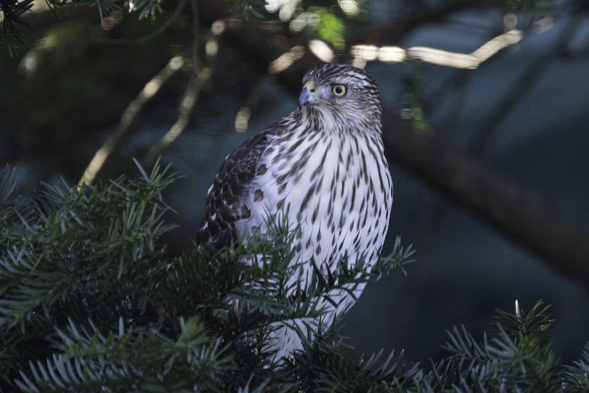 jestřáb americký - ML647785292