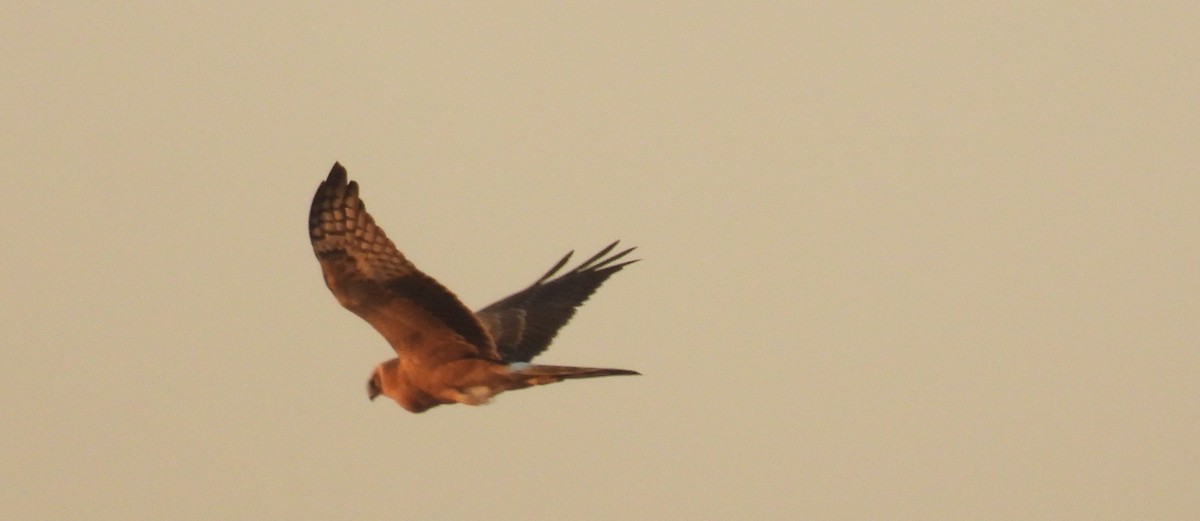 Aguilucho Papialbo - ML647785303