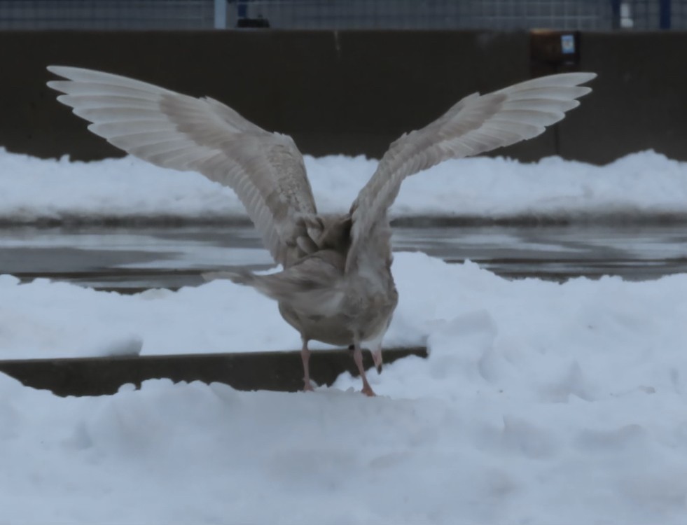 Gavión Hiperbóreo - ML647785311