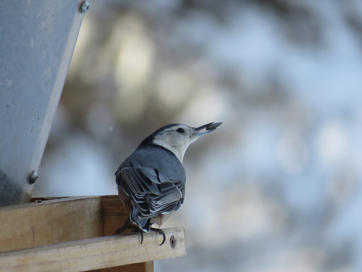 White-breasted Nuthatch - ML647785321
