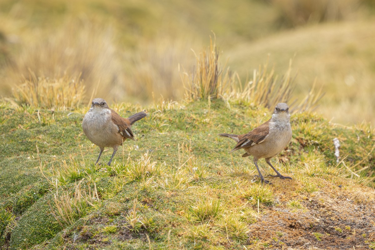 White-winged Cinclodes - ML647785323