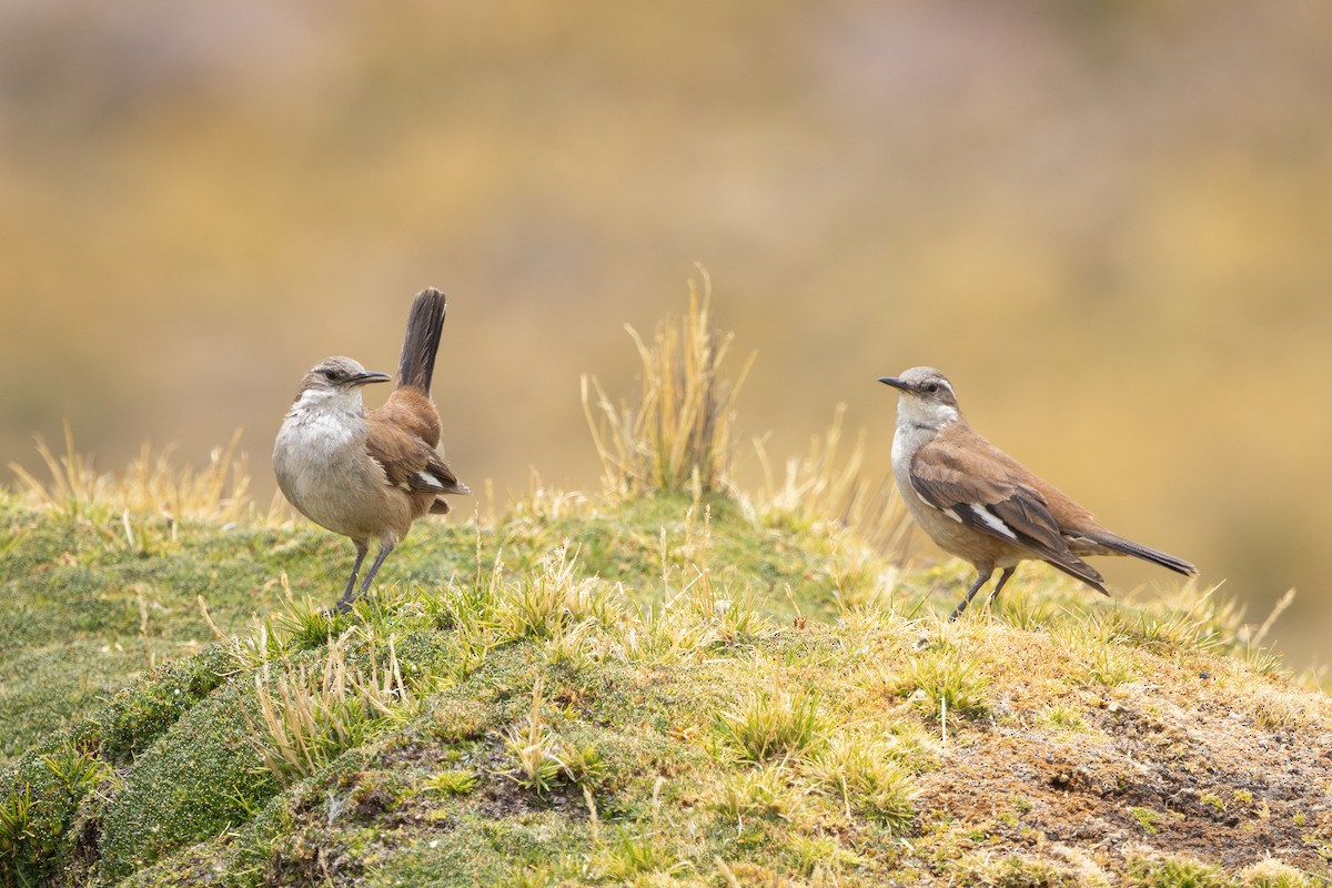 White-winged Cinclodes - ML647785324