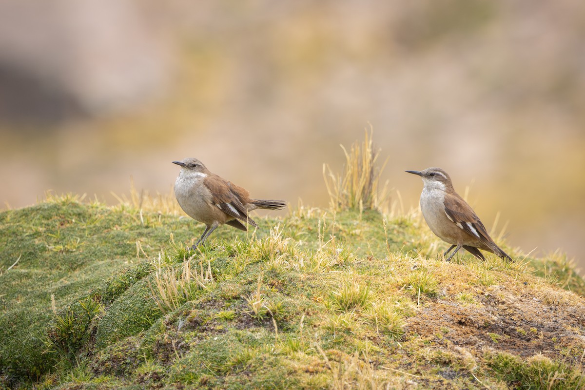 White-winged Cinclodes - ML647785325