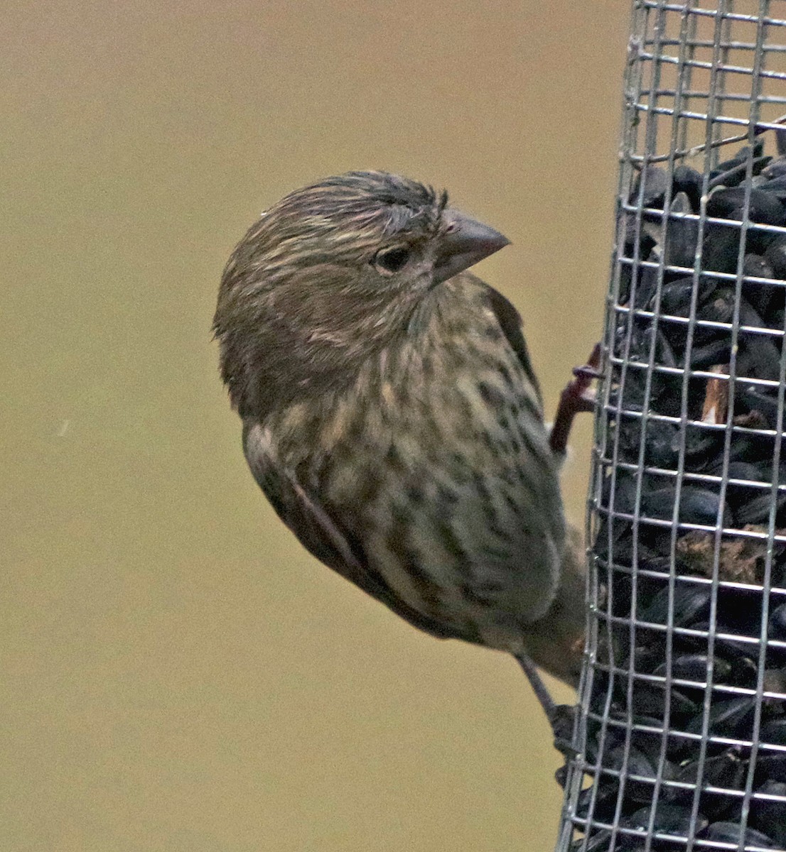 hýl rudoprsý - ML647785331