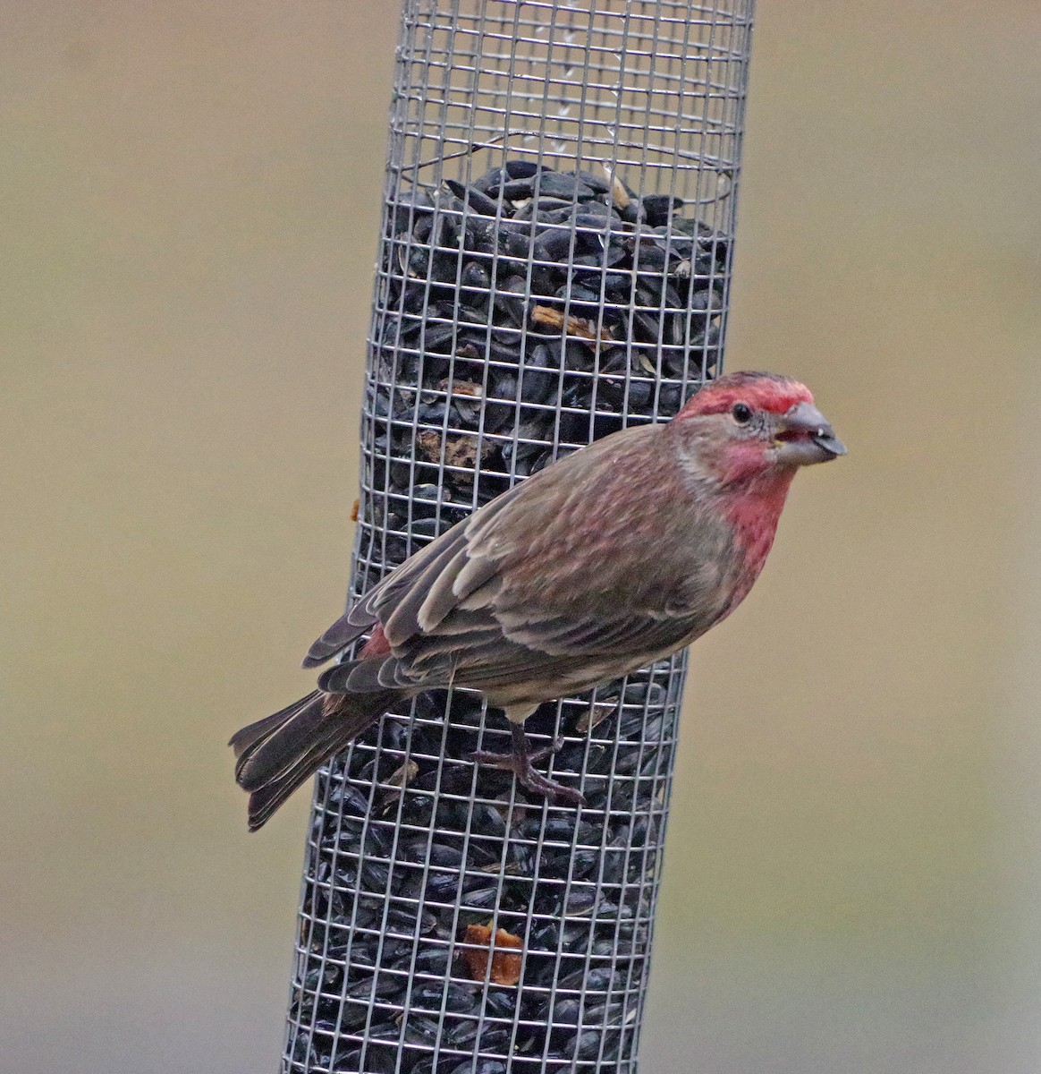 hýl rudoprsý - ML647785332