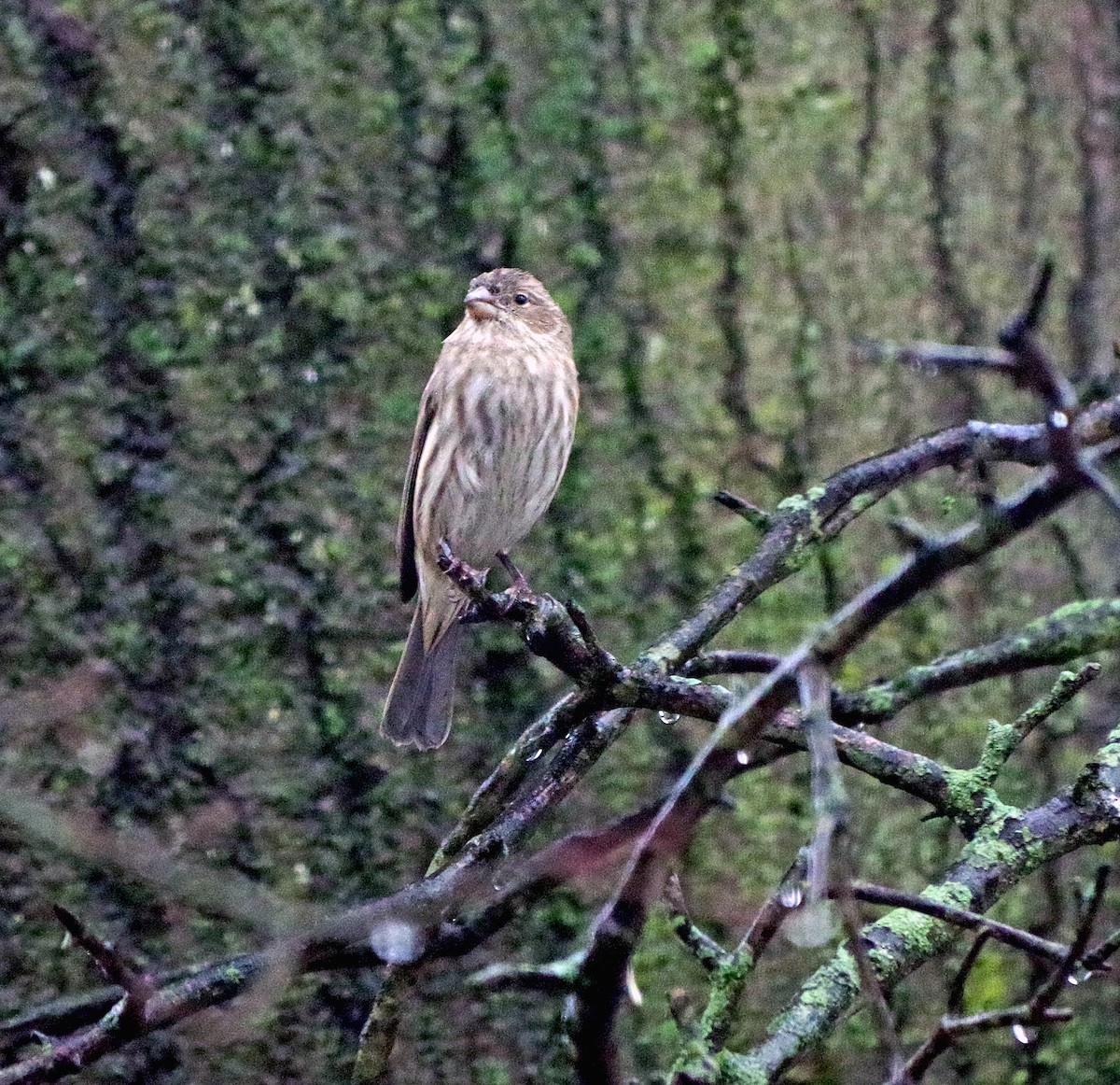 hýl rudoprsý - ML647785333