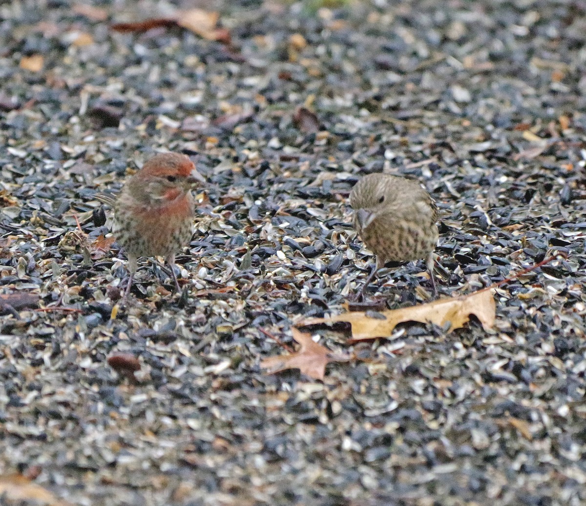 hýl rudoprsý - ML647785335