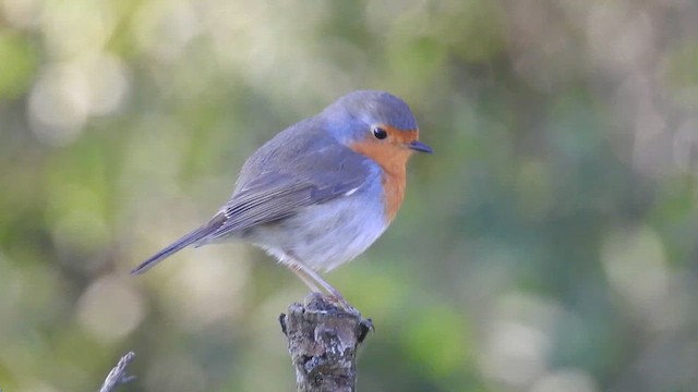 Вільшанка - ML647785336