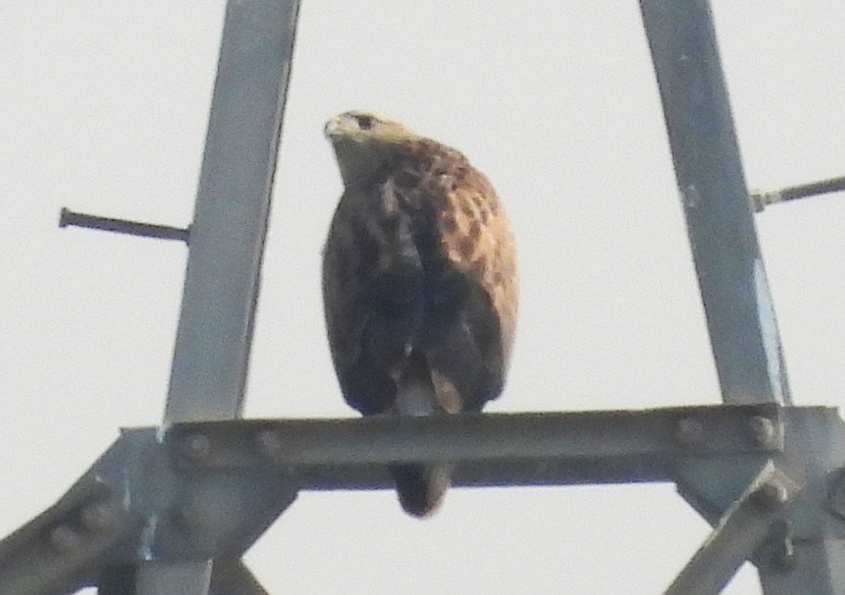 Buse féroce (rufinus) - ML647785340