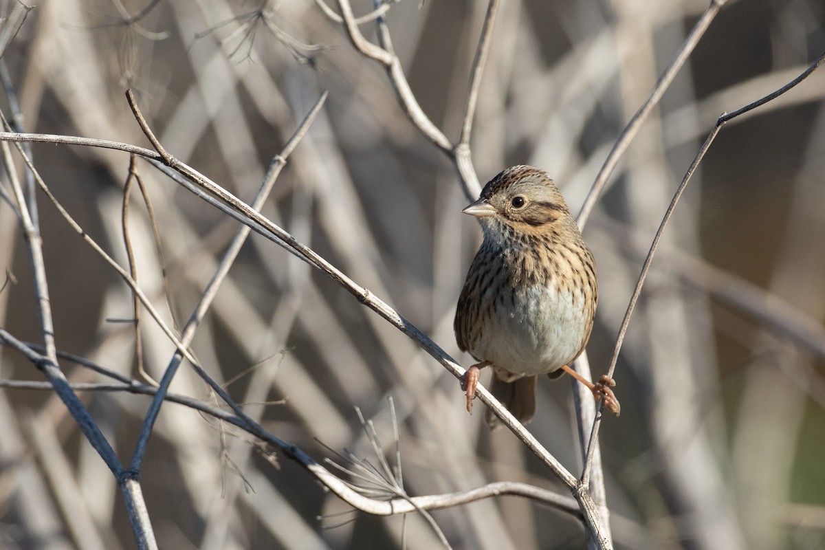 strnadec pruhohlavý - ML647785360